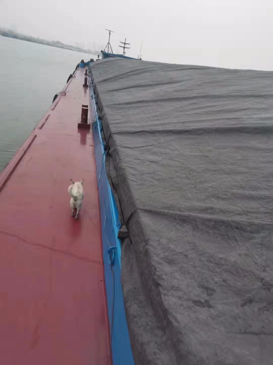  船舶交易网·www.86agency.com 南通运维处货船·散货船船舶交易网 找船,找货网,船舶寄售,船舶求购发布,开具船舶交易发票二手船舶信息2013年66.35米2243吨货船货船·散货船船舶交易网 找船,找货网,船舶寄售,船舶求购发布,开具船舶交易发票 