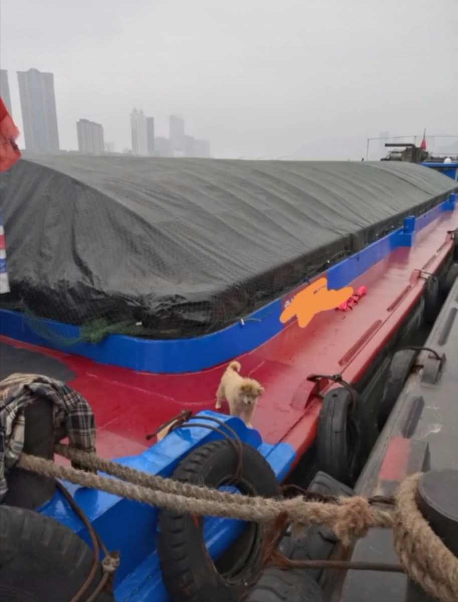  船舶交易网·www.86agency.com 南通运维处货船·散货船船舶交易网 找船,找货网,船舶寄售,船舶求购发布,开具船舶交易发票二手船舶信息2012年44.8米910吨货船货船·散货船船舶交易网 找船,找货网,船舶寄售,船舶求购发布,开具船舶交易发票 